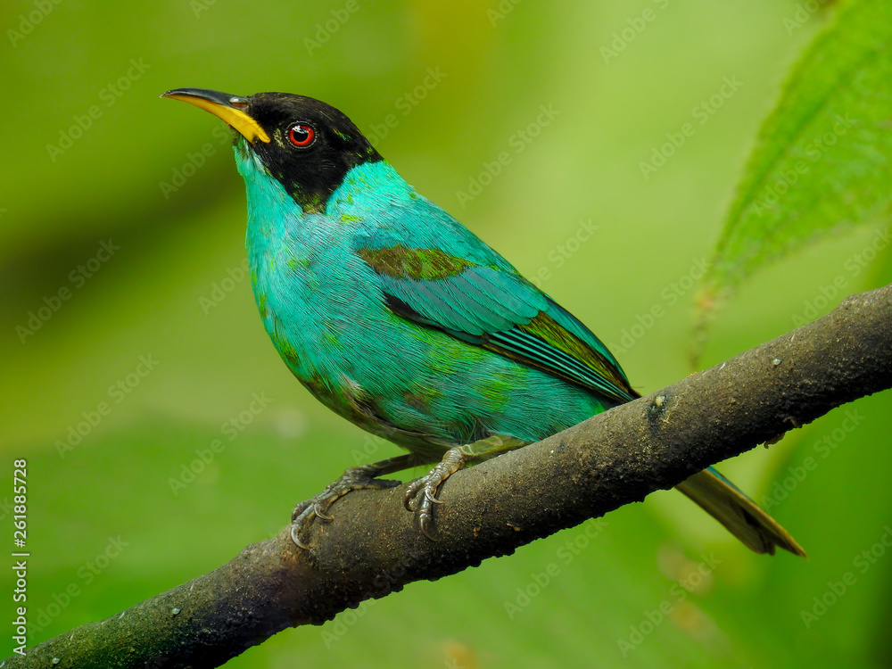 Wall mural Green Honeycreeper