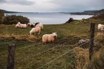 Obraz premium Scenery of grassy meadow and sheep in Iceland, Europe