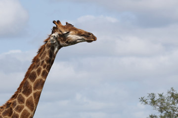 Giraffe / Giraffe / Giraffa Camelopardalis.