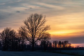 Sunset Through Trees