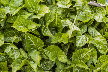fresh basil leaves in the garden