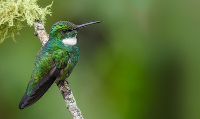 White-throated Hummingbird