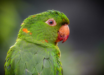 White-eyed Parakeet