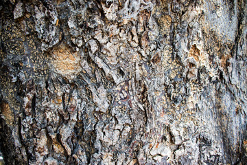 Textura árbol