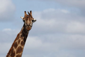 Giraffe / Giraffe / Giraffa Camelopardalis.