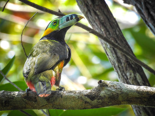 Spot-billed Toucanet