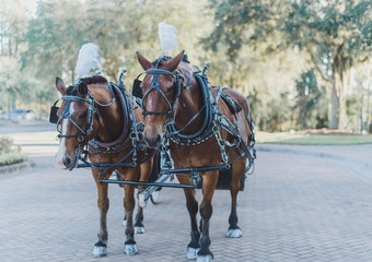 Fototapeta na wymiar Two brown Carriage Horses