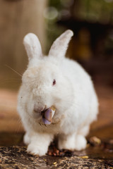 white rabbit eating