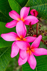 Pink flower Frangipani 