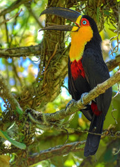 Channel-billed Toucan