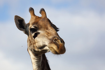 Obraz premium Giraffe / Giraffe / Giraffa Camelopardalis