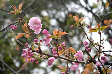 Sakura