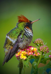 Frilled Coquette