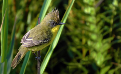 Crested Doradito