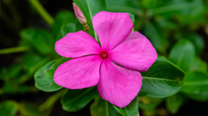 Pink flower blooming with water drops,Catharanthus roseus
