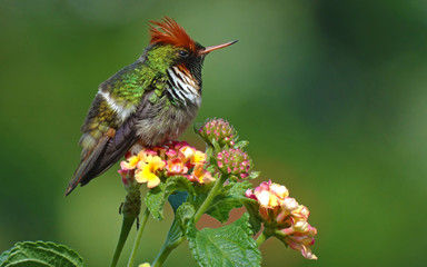 Frilled Coquette