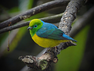 Blue-naped Chlorophonia