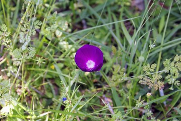 Texas Wildflowers and Nature