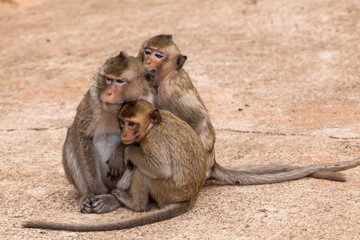 Family monkeys ( Crab-eating macaque )  cold in morning at the park of Thailand