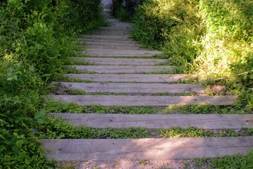 Texas Wildflowers and Nature