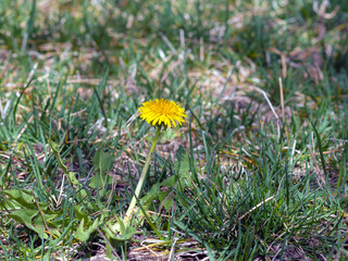 Dandelion weed in the grass.
