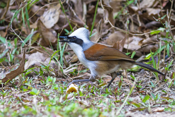 beautiful white-crested laughingthrush (Garrulax leucolophus) possing on eating banana  on grass at  Nam Nao national park , Thailand