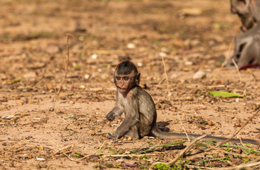 Fototapeta premium Baby monkeys ( Crab-eating macaque ) cold in morning at the park of Thailand