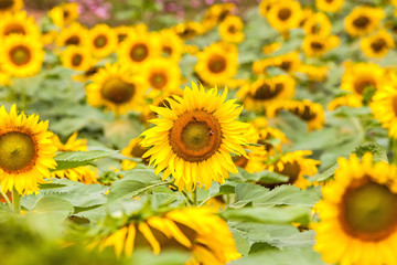 Beautiful sunflower field on natural light,soft focus