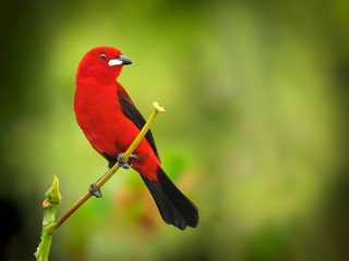 Brazilian Tanager