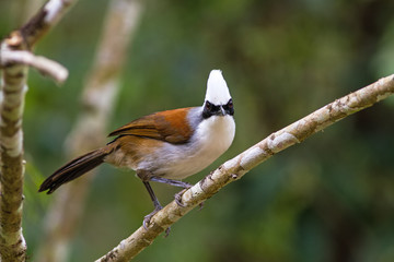 Obraz na płótnie Canvas beautiful white-crested laughingthrush (Garrulax leucolophus) possing on branch in Nam Nao national park , Thailand