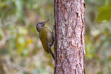 A female Laced Woodpecker(Picus vittatus) drilling pines for food at Nam Nao national park ,Thailand