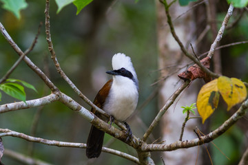beautiful white-crested laughingthrush (Garrulax leucolophus) possing on branch in Nam Nao national park , Thailand