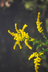 Yellow wild flowers growing on the water.