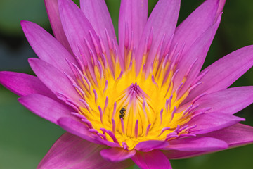 Obraz premium Close -up pink waterlily with bee on pond