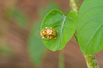 Golden tortoise beetle  hybridize on green leaf at night scene