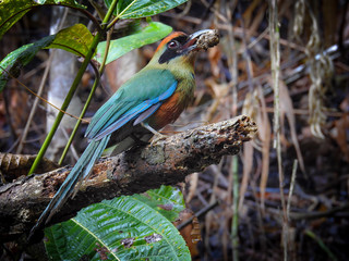 Rufous-capped Motmot
