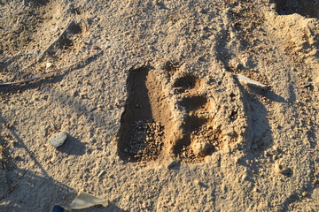 Nature. Sakhalin.Sand. Bear tracks.