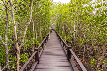 Obraz premium Drewniany most w lesie mangrowe w Petchaburi, Tajlandia