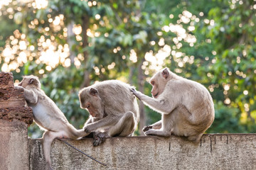 Monkeys checking for fleas and ticks on concrete fence in the park