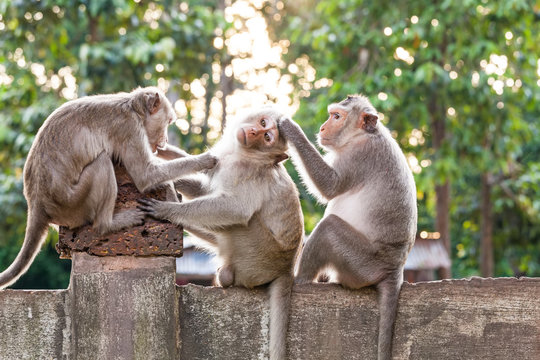 Monkeys checking for fleas and ticks on concrete fence in the park