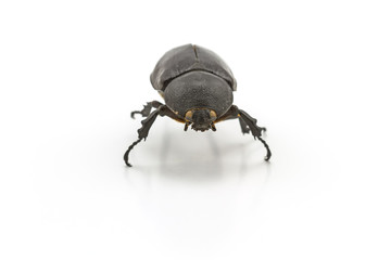 Black beetle,Rhinoceros beetle, Rhino beetle, Hercules beetle, Unicorn beetle, Horn beetle (Dynastinae) on white background