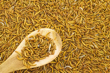 Close up mealworm feed for animals in wooden spoon  in the  market