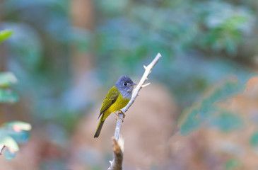 Lovely bird Grey-headed Canary-flycatcher or Grey-headed Flycatcher (Culicicapa ceylonensis) is a species of small flycatcher-like bird found in tropical Asia on branch