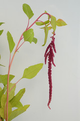 Red amaranthus caudatus mira on white background