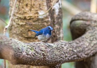 Beautiful male Hainan Blue Flycatcher (Cyornis concreta) on branch  in Doi inthanon Chiangmai. Thailand