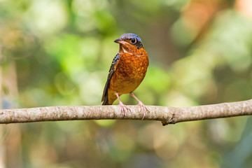Beautiful of bird White-throated Rock Thrush  sing asong on branch in Khao Yai national park ,Thailand