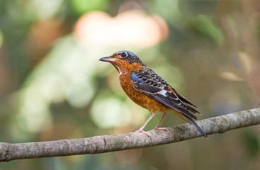 Beautiful of bird White-throated Rock Thrush  sing asong on branch in Khao Yai national park ,Thailand