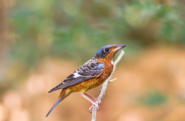 Beautiful of bird White-throated Rock Thrush  sing asong on branch in Khao Yai national park ,Thailand