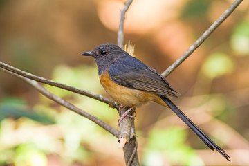 Beautiful female bird White Rumped Shama  or Copsychus Malabaricus  on branch