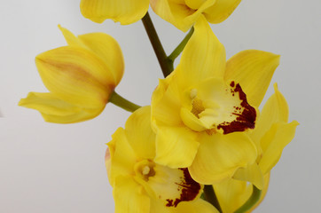 Yellow cymbidium flower on white background 